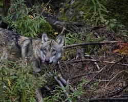 Autor: RomanM82 – Vlastní dílo, CC BY-SA 4.0